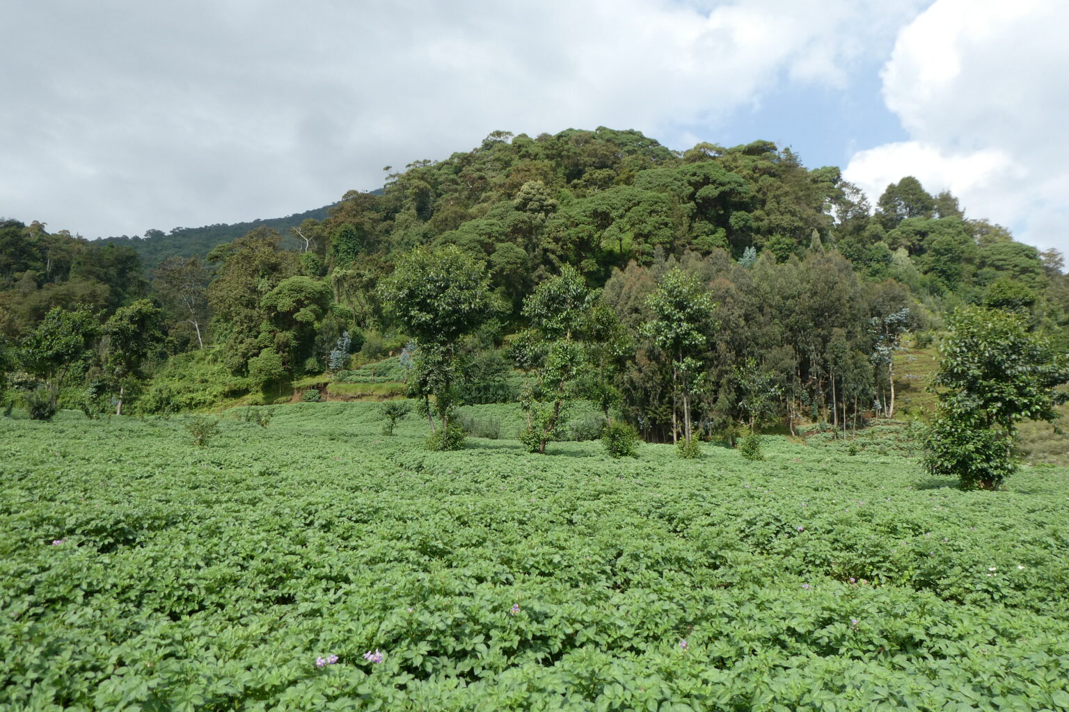 Mt. Bisoke (11)