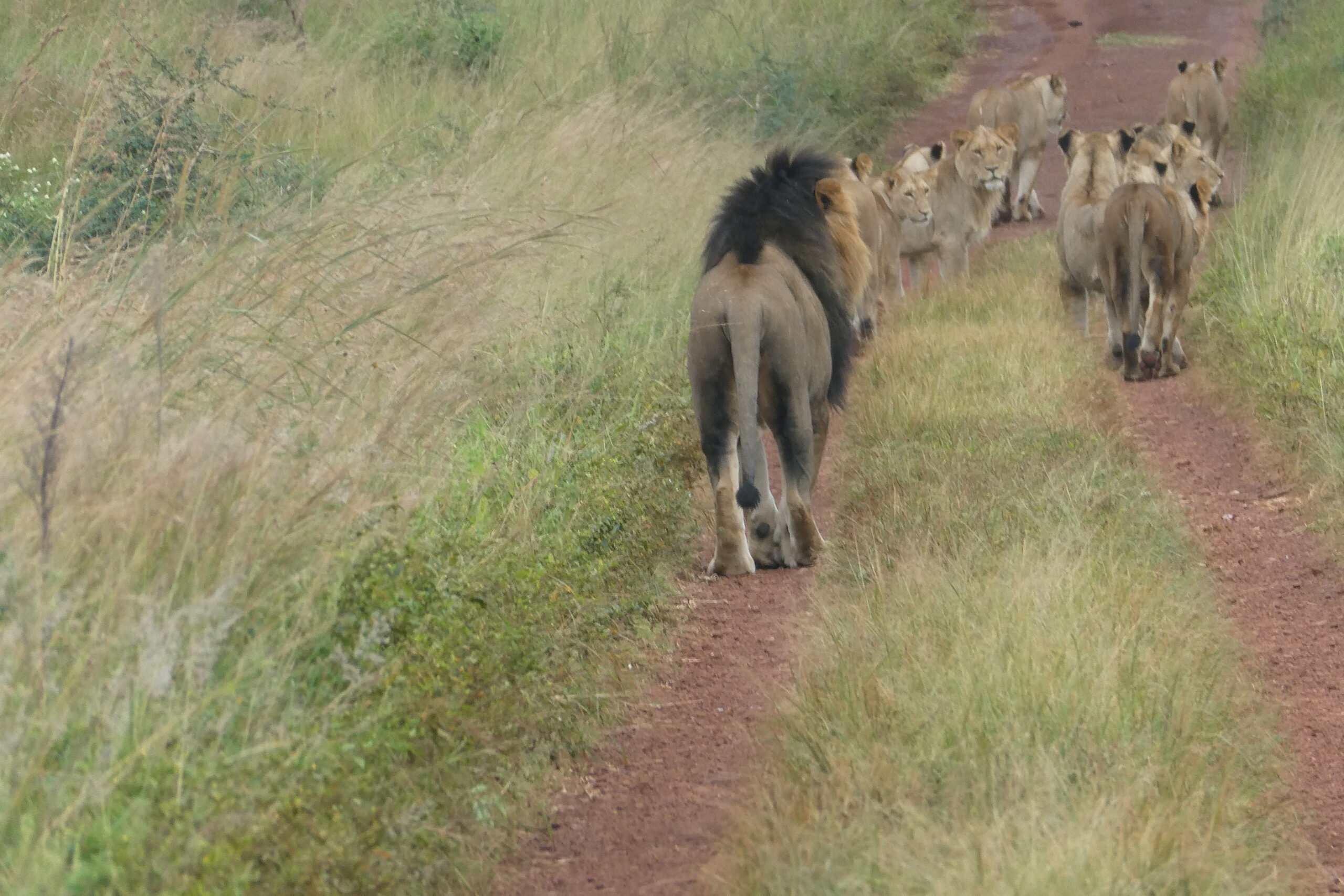 Akagero NP (45)