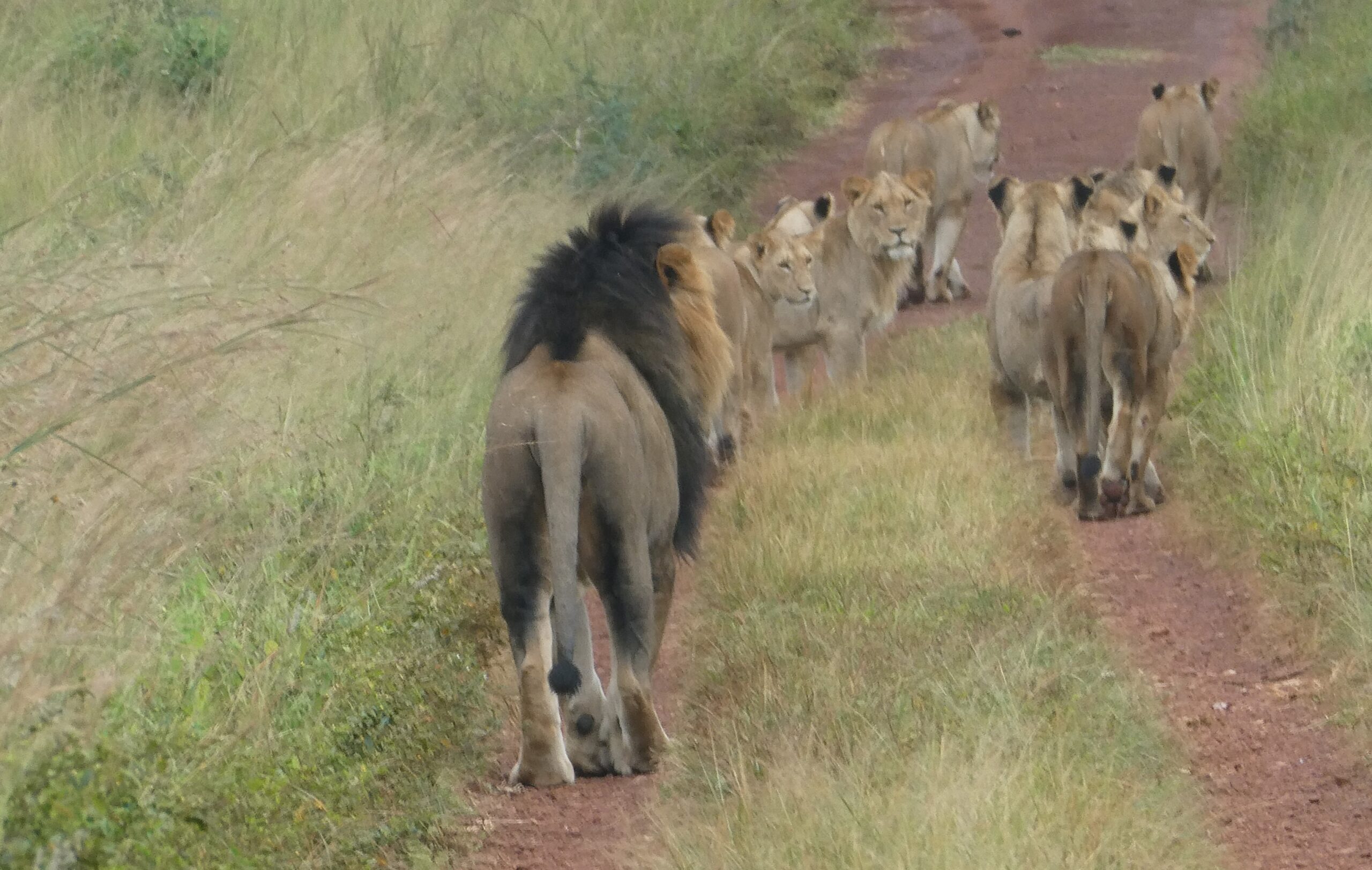 Akagero NP (45a)