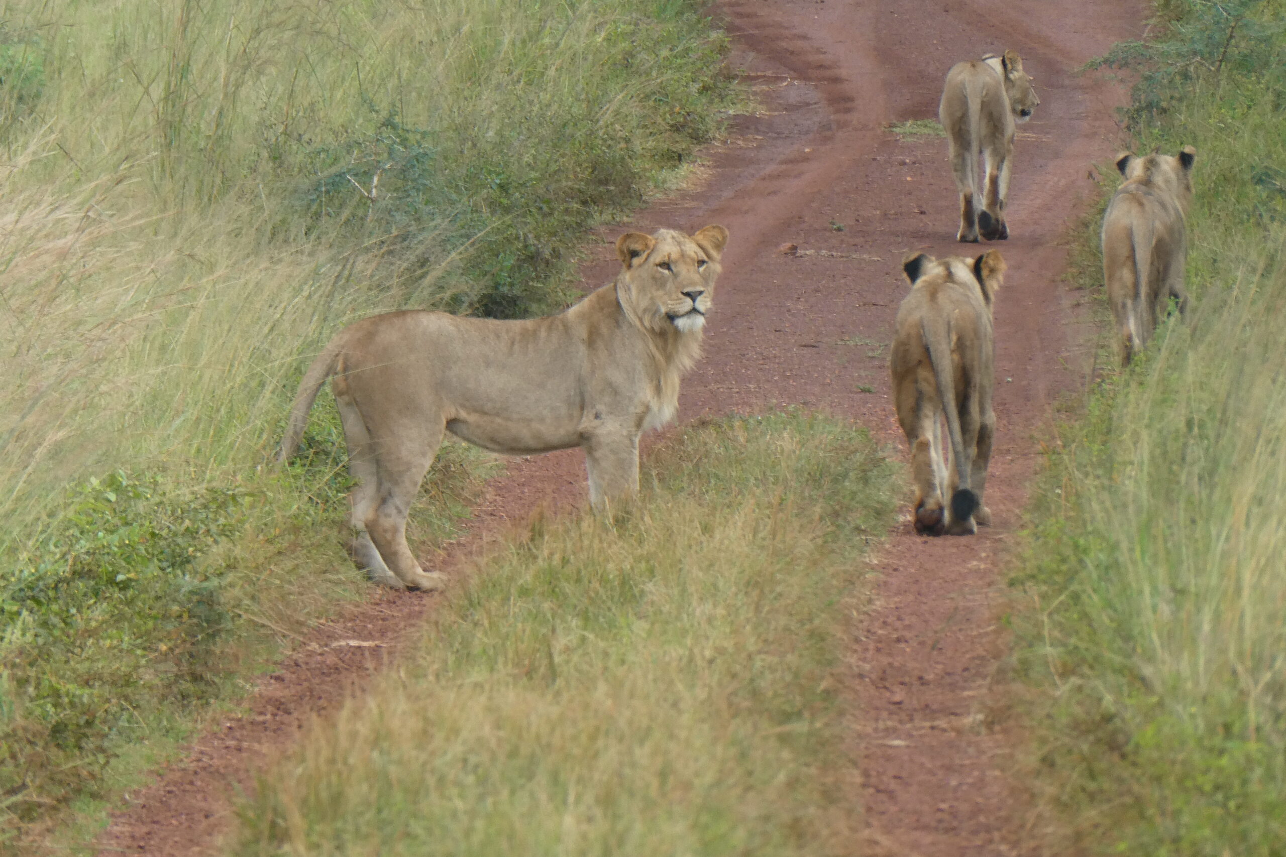 Akagero NP (47)