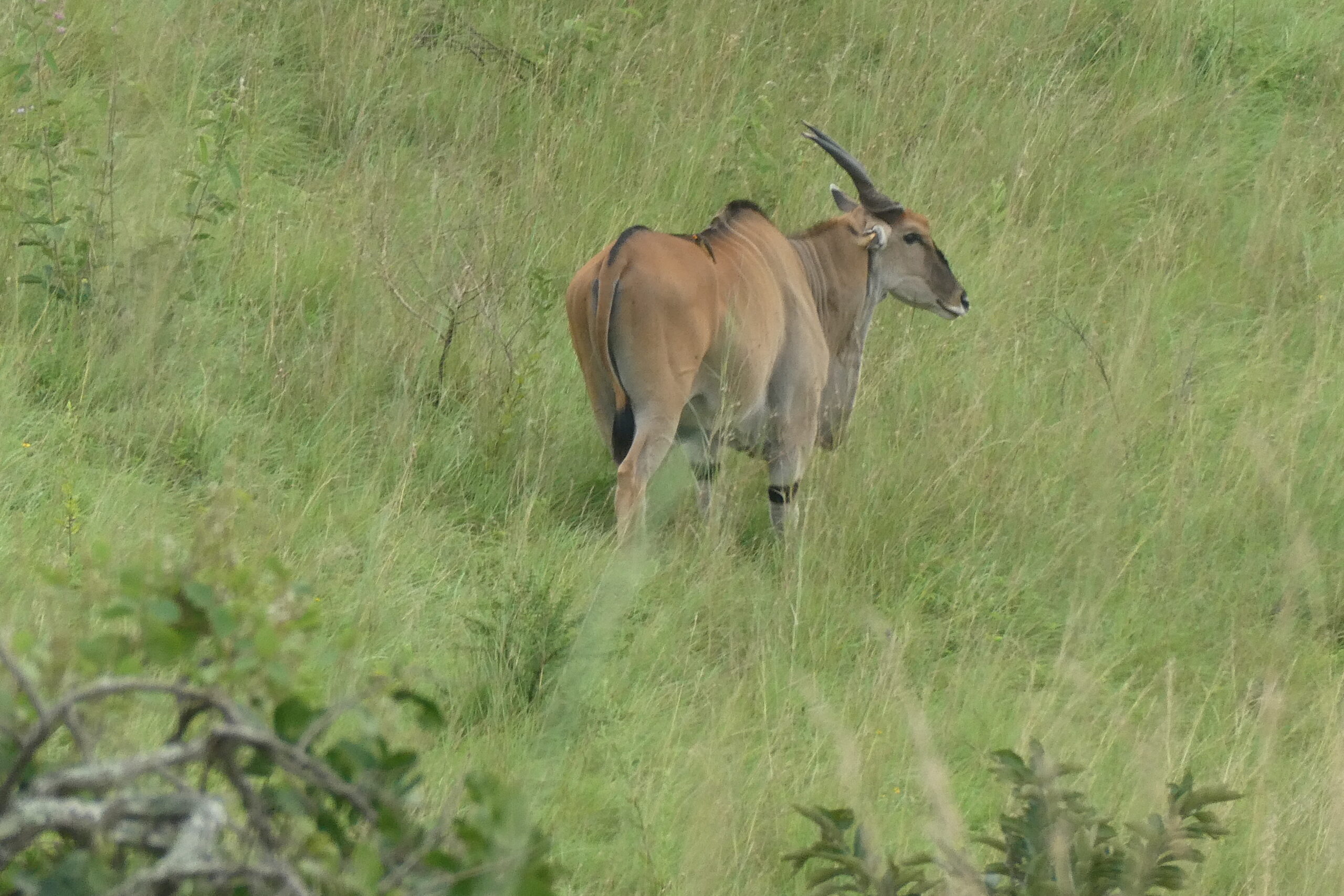 Akagero NP (50)