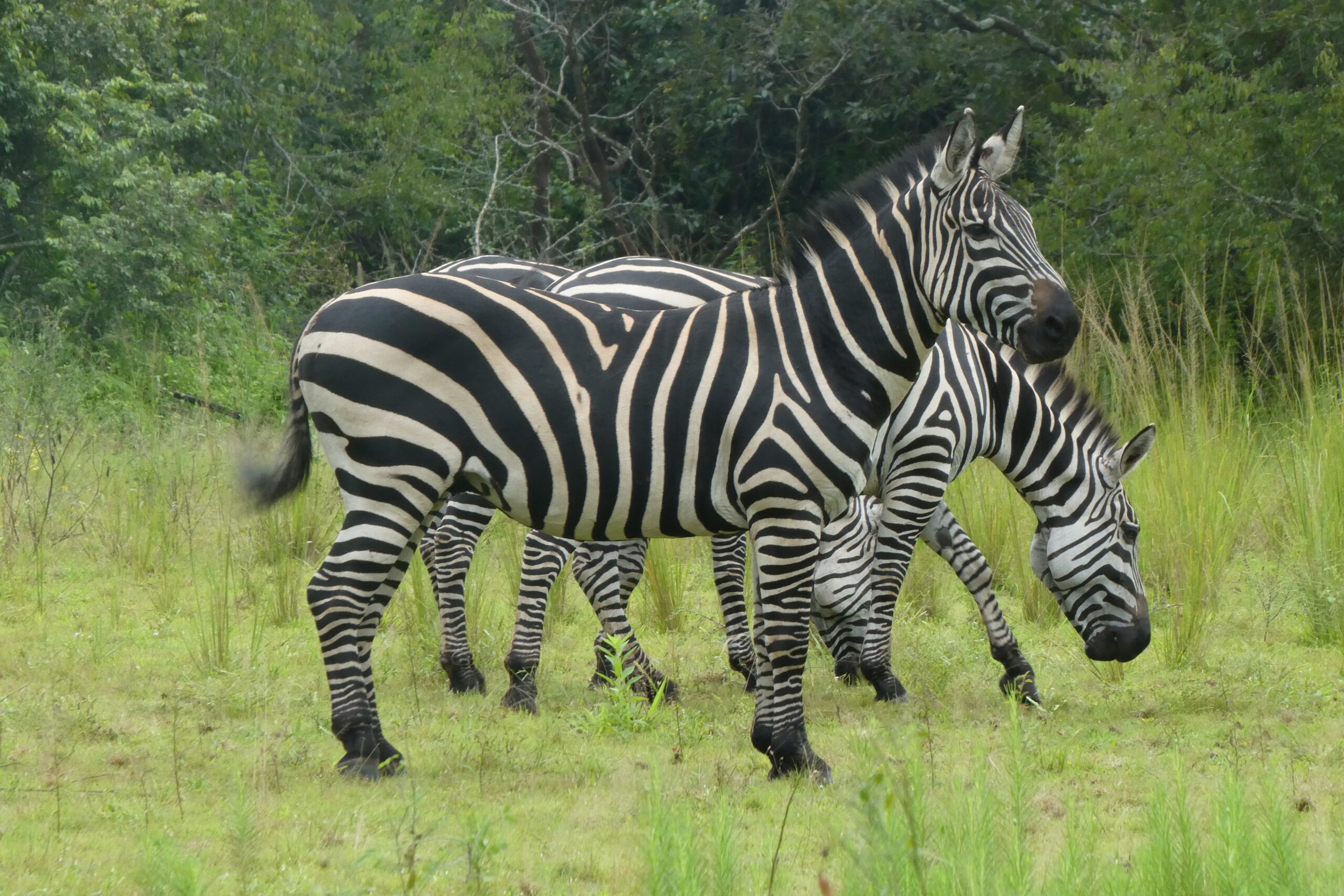 Akagero NP (8)