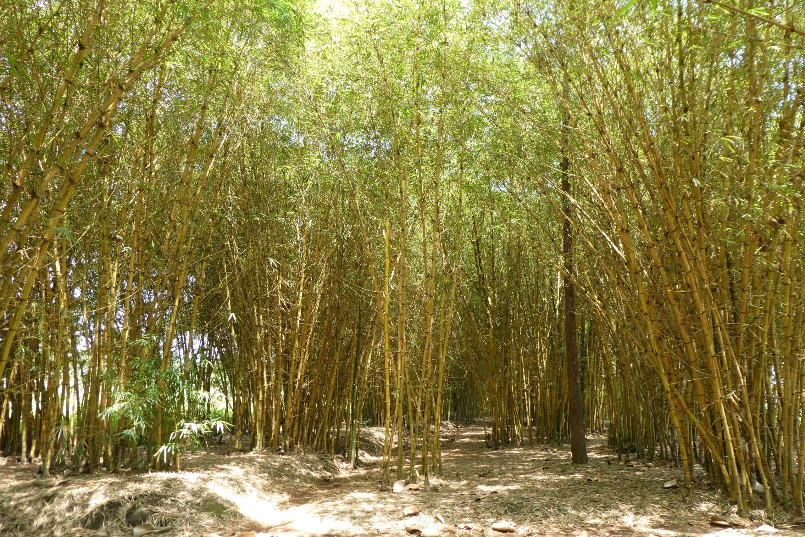 Bamboo Forest Bugesera (5)
