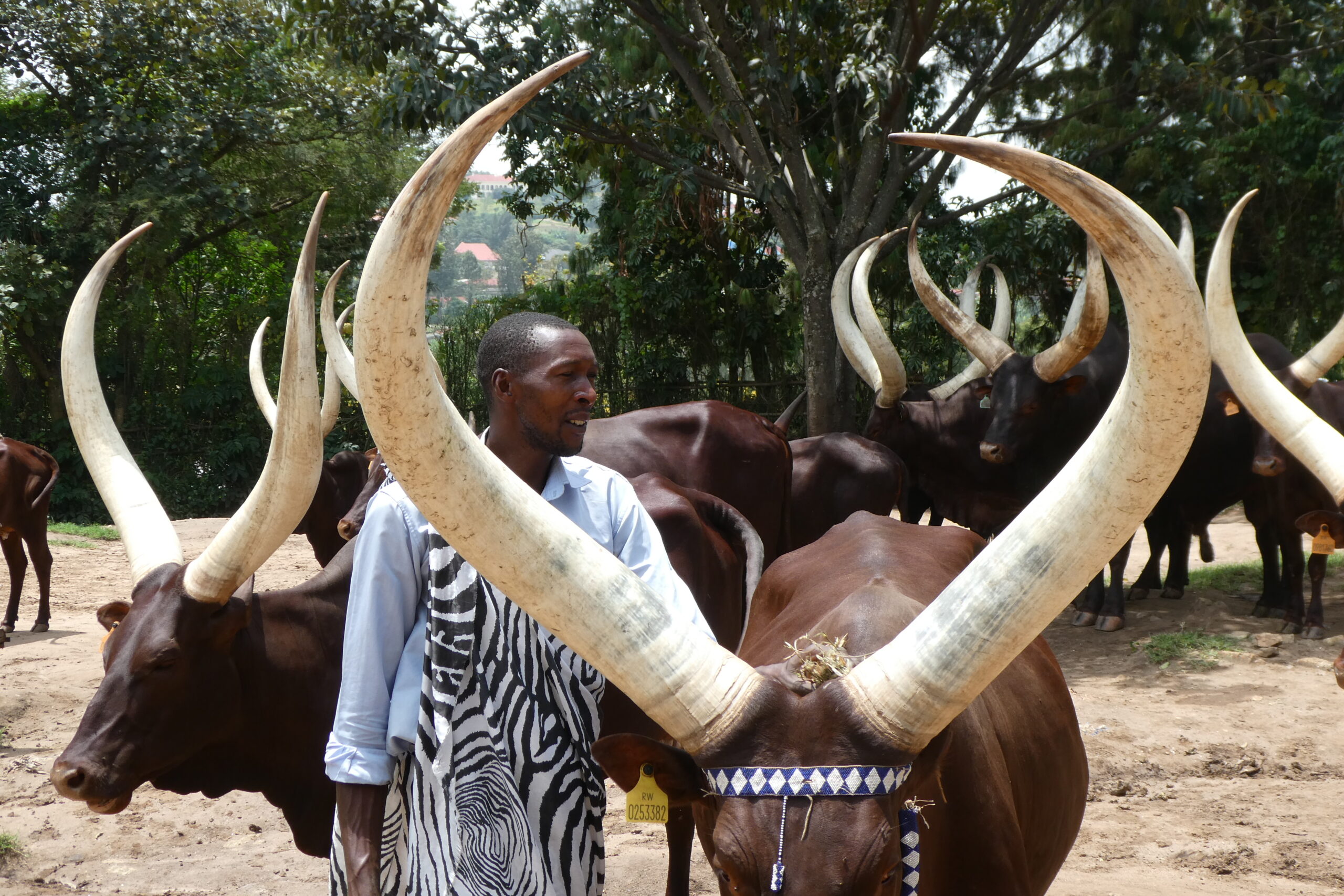 King`s Palace Nyanza (14)