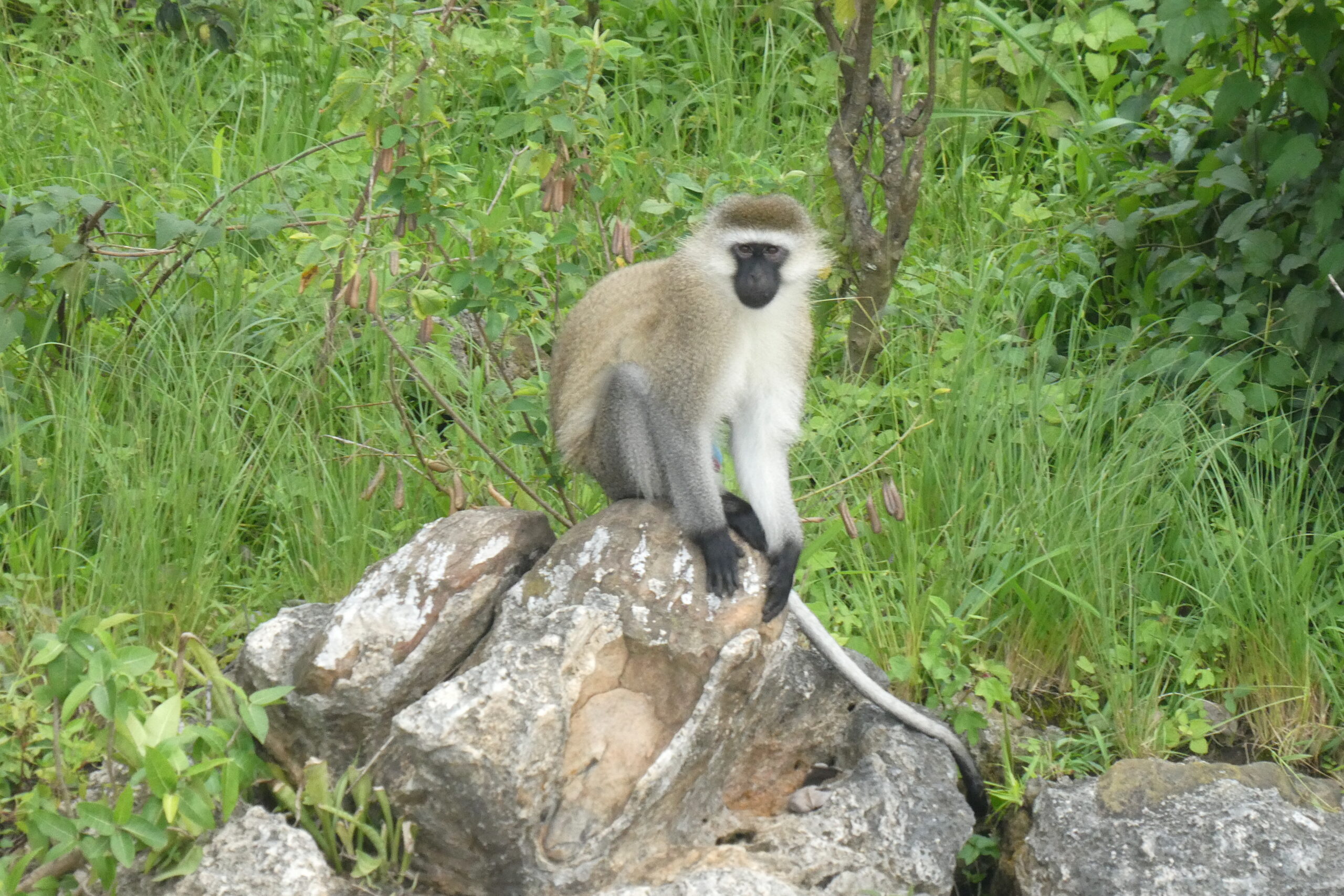 Lake Kivu (45a)