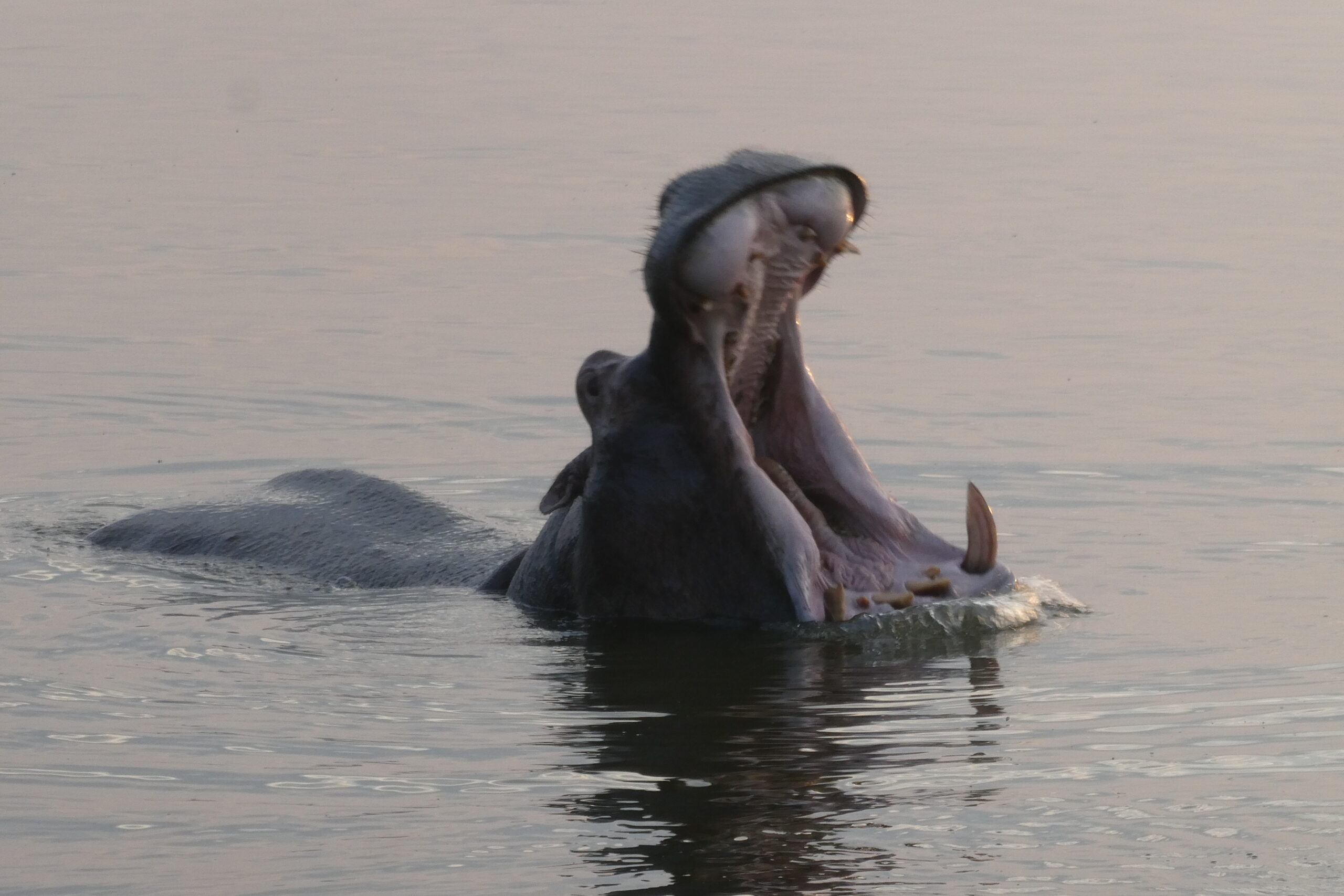 Lake Mburo NP (107)