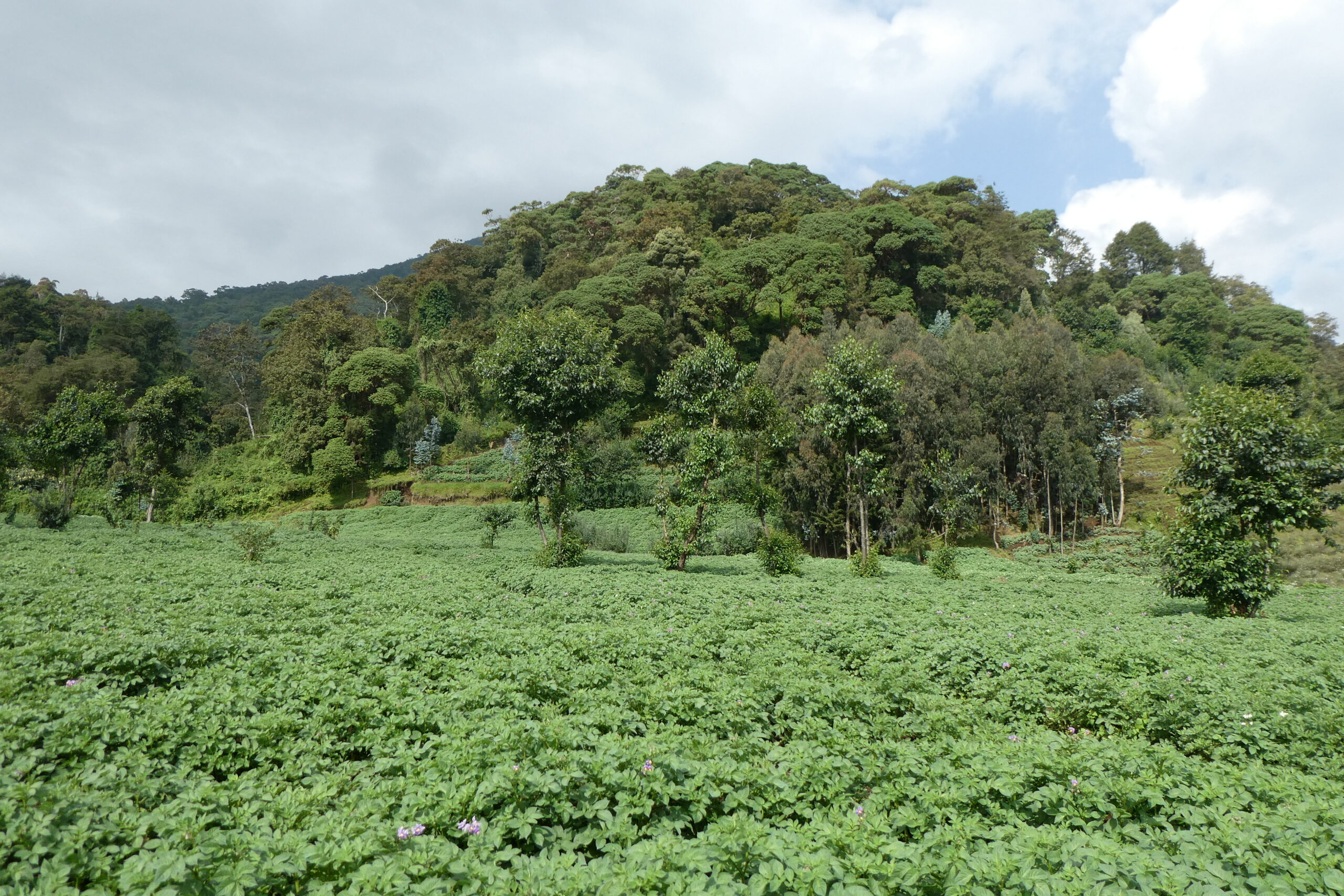 Mt. Bisoke (11)