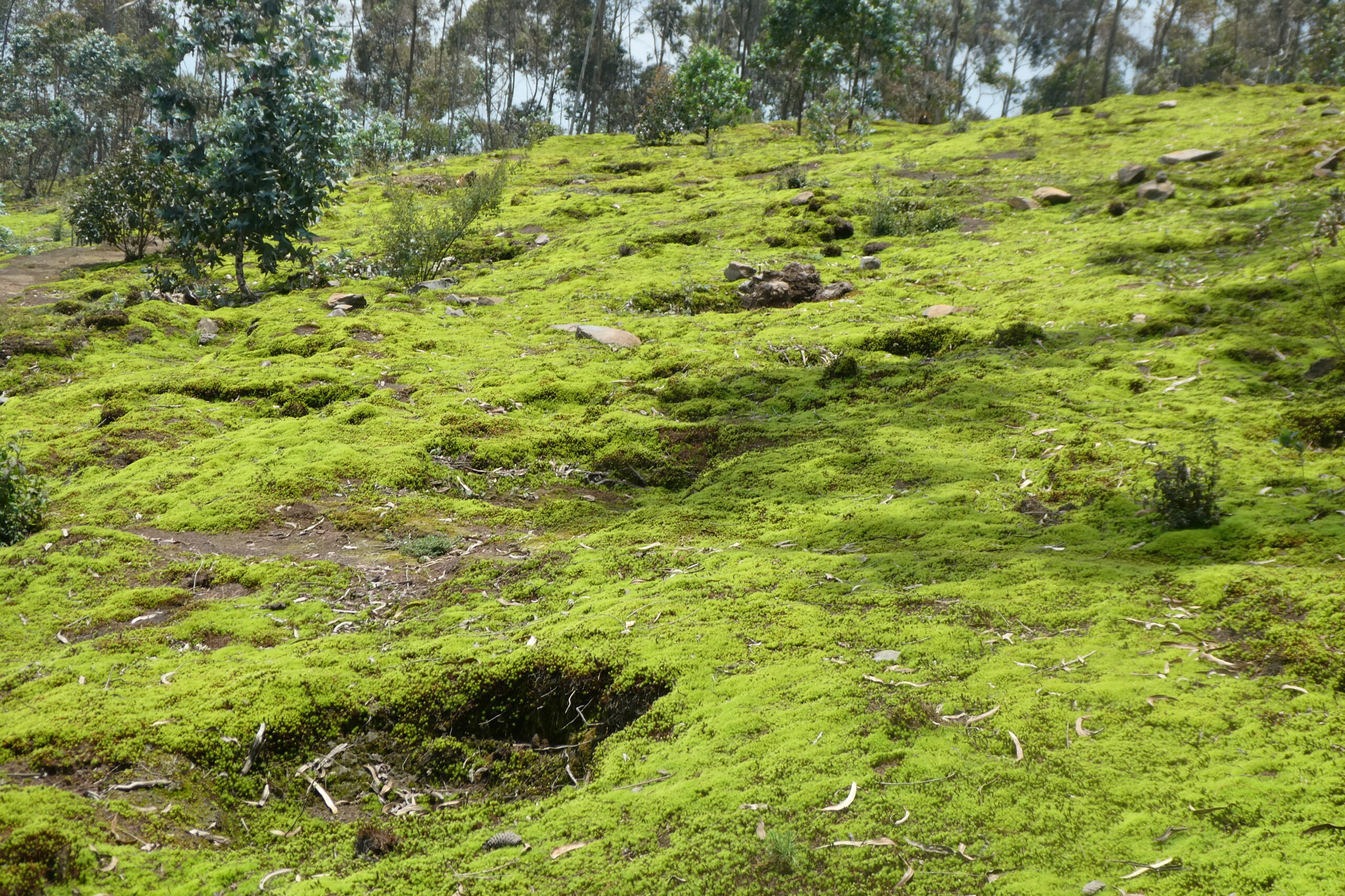 Mt. Kabuye (13)