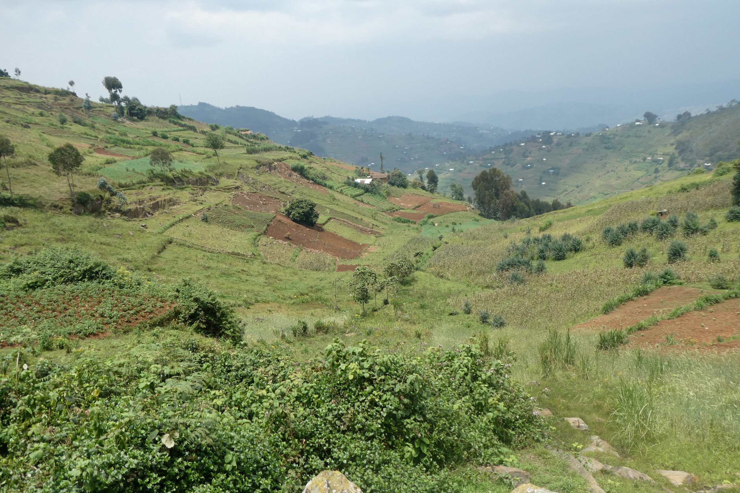 Mt. Kabuye (20)