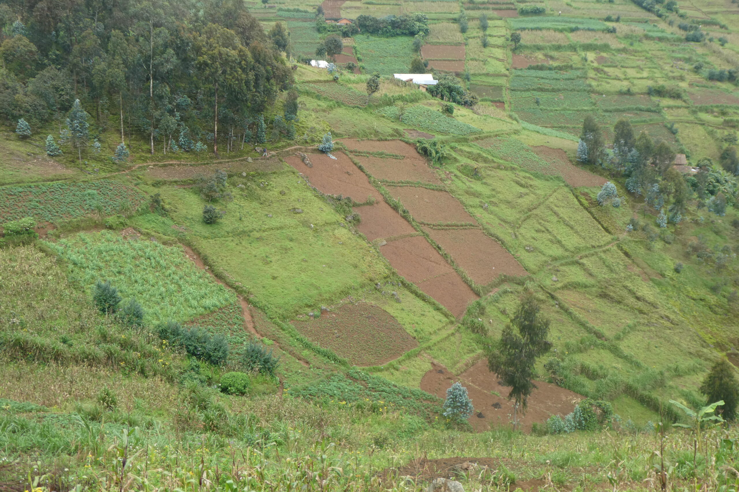 Mt. Kabuye (23)