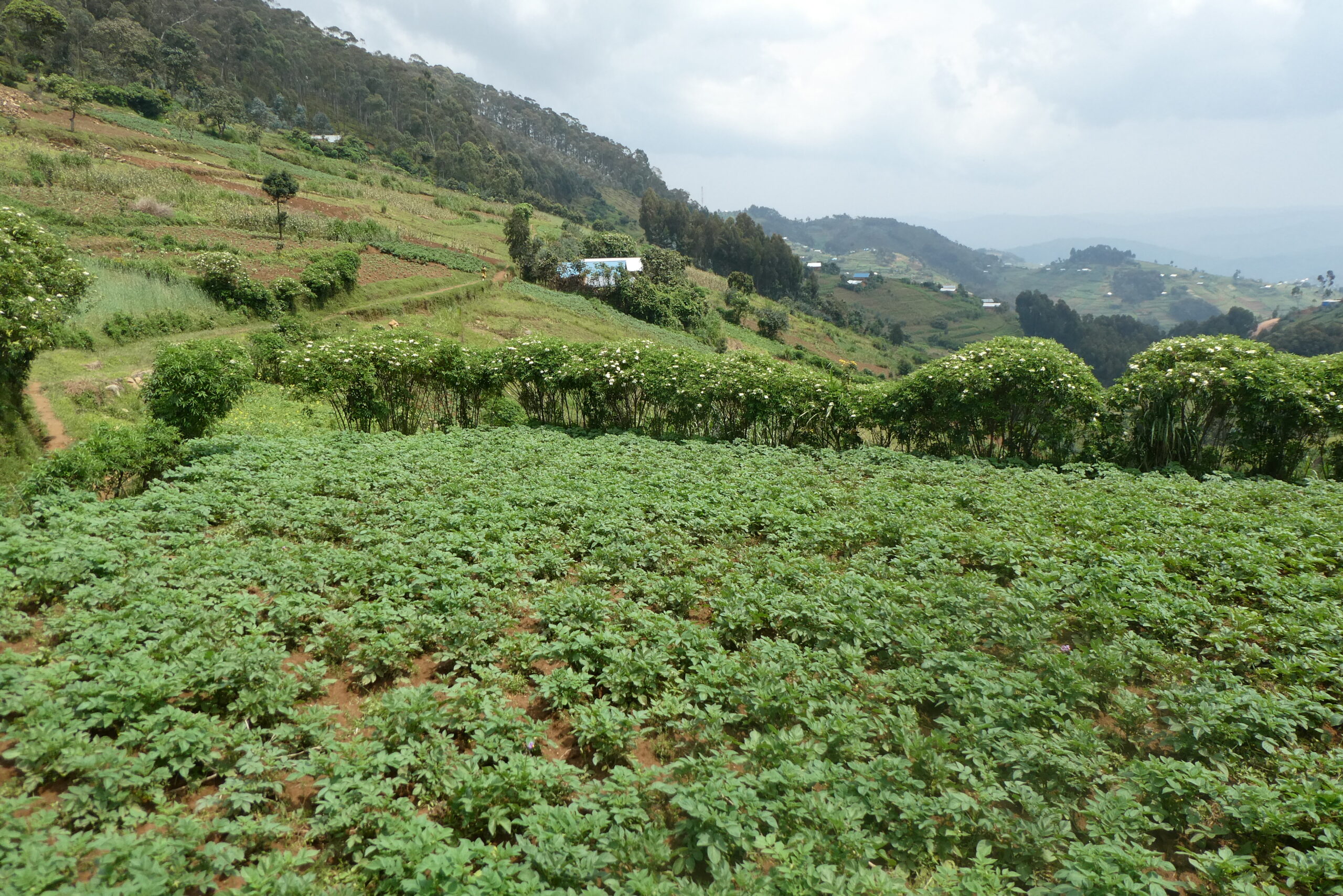 Mt. Kabuye (5)