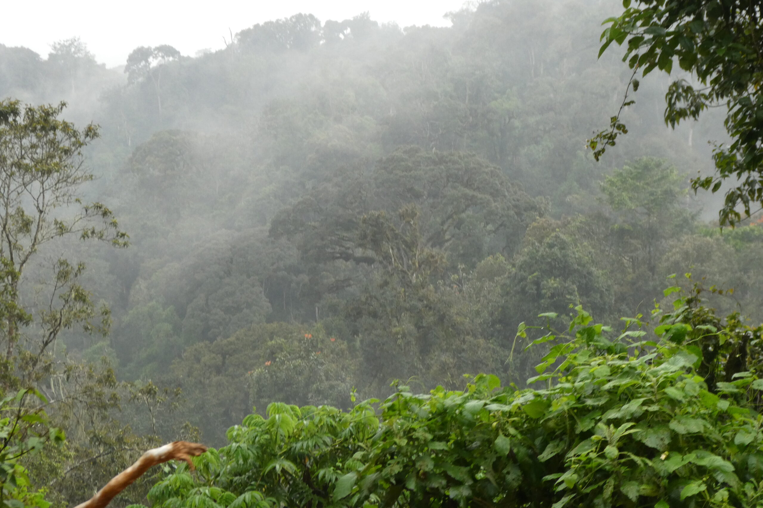 Nyungwe NP (11)