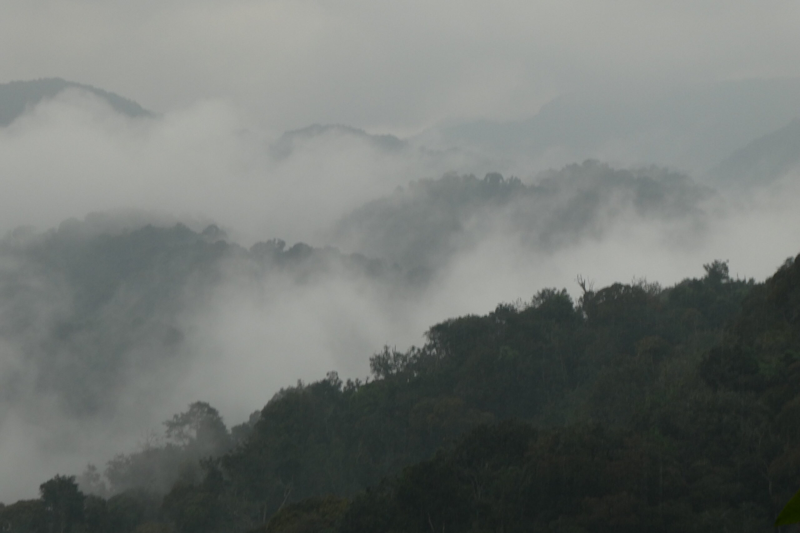 Nyungwe NP (15)
