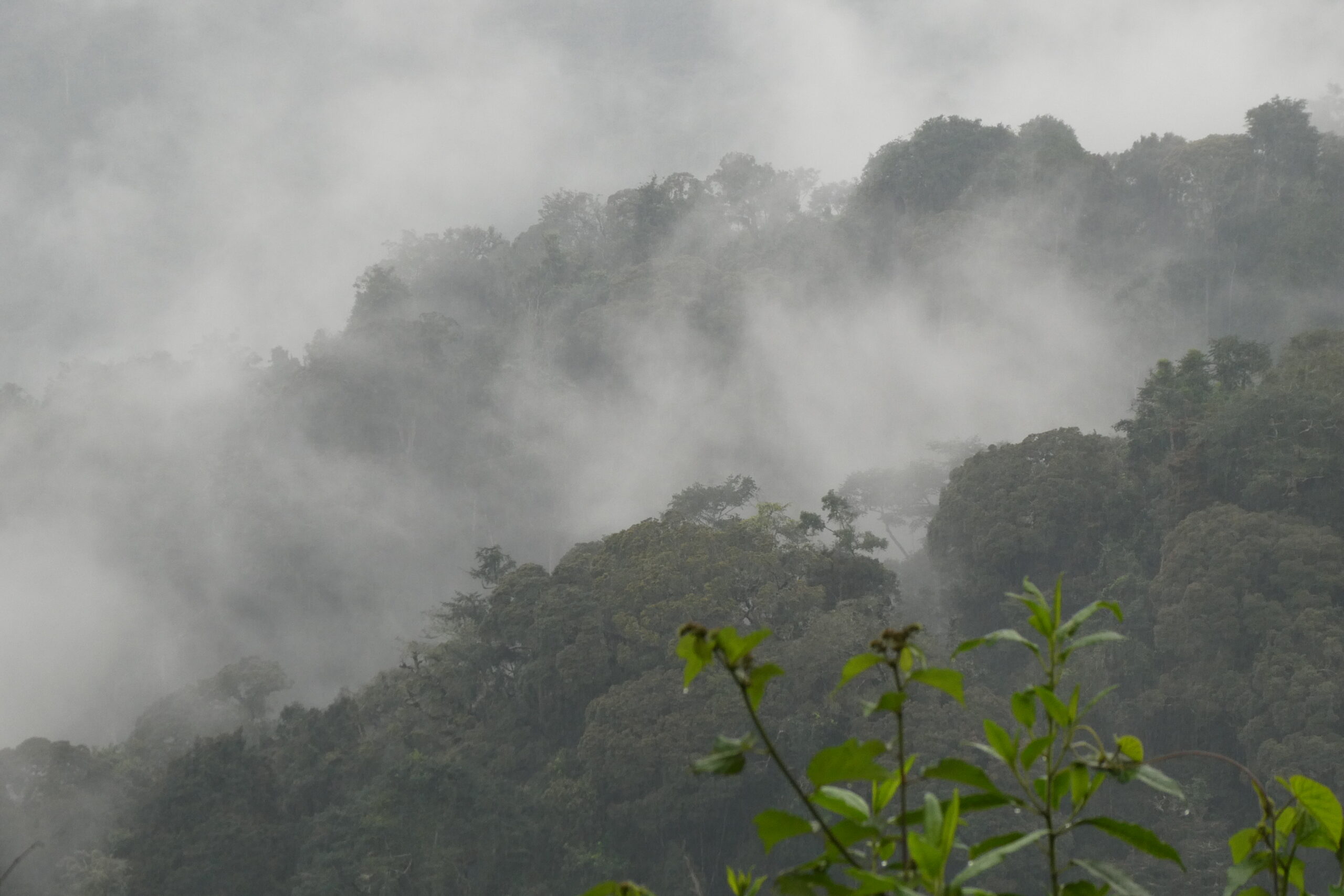 Nyungwe NP (16)